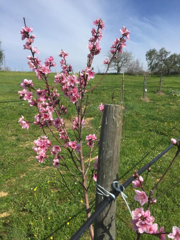 Agriturismo Prati Degli Orti Montiano  Zewnętrze zdjęcie
