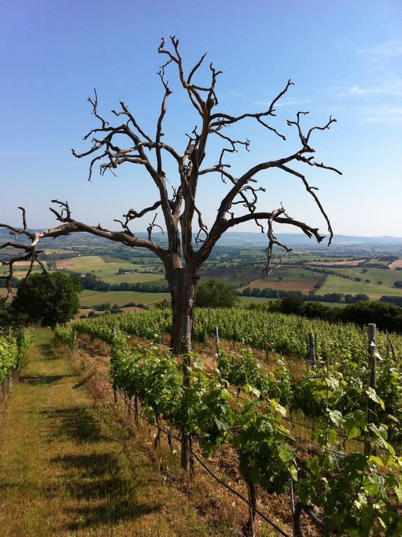 Agriturismo Prati Degli Orti Montiano  Zewnętrze zdjęcie